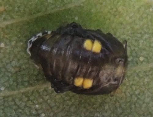 Halyzia sedecimguttata
